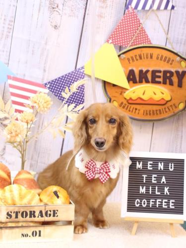 20240901しろくん